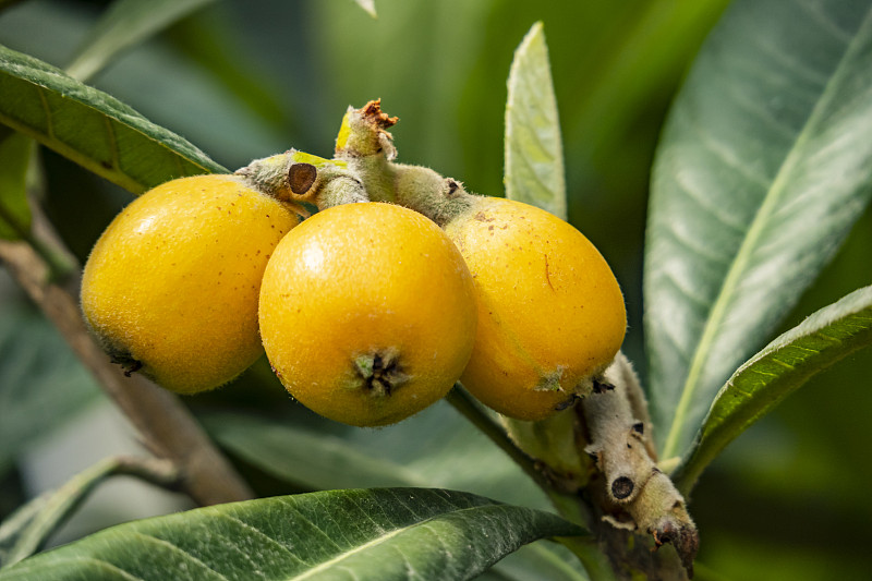 枇杷果实在树枝和绿叶上