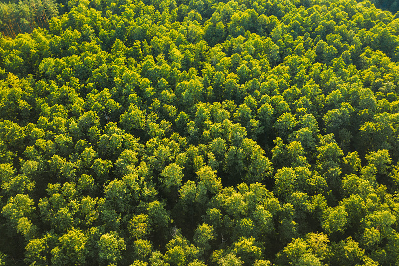 鸟瞰图的绿色森林景观。从高处俯瞰在夏天的傍晚。落叶林的自然背景背景。无人机的观点。鸟瞰