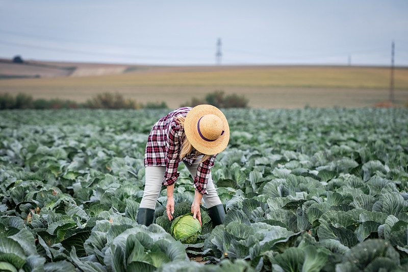 在卷心菜地里干活的农民