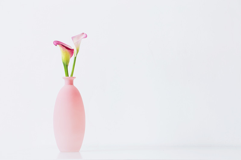 白色背景花瓶上的粉色马蹄莲