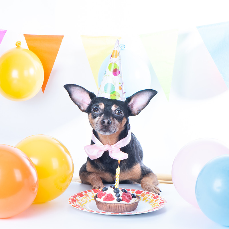 小狗，小狗带着生日蛋糕，派对帽。生日贺卡,广场