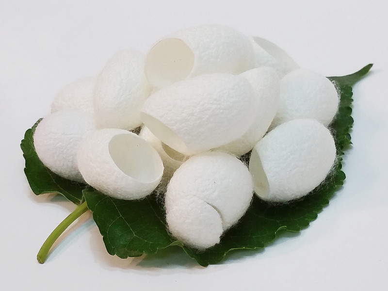有机白色蚕茧