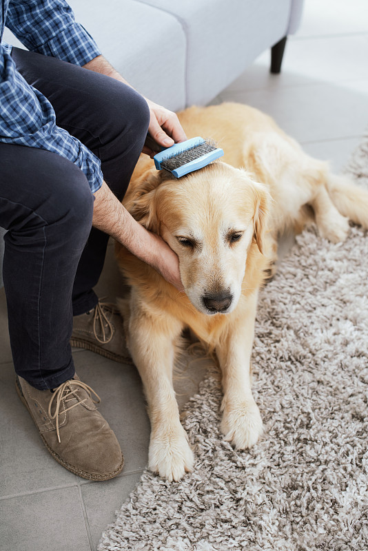 一个男人在家里给他的狗刷牙