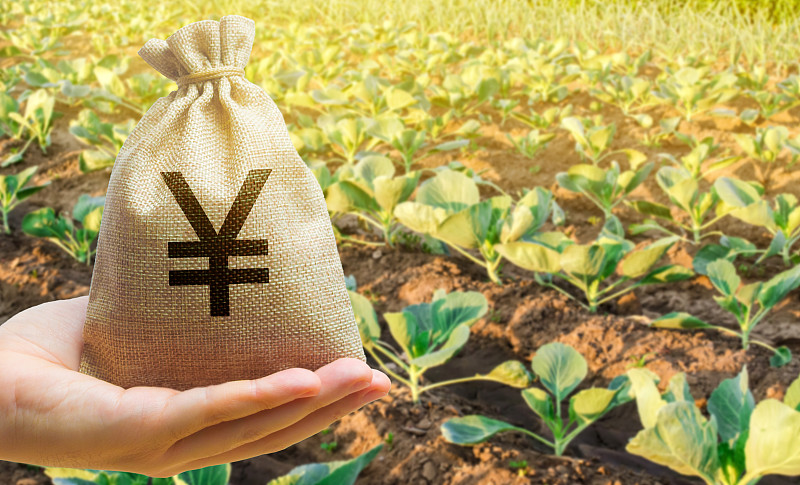 一个拿着钱袋的农民在卷心菜种植园的背景上。农业工业的发展。农业公司。贷款和补贴农民。投资和利润。农村