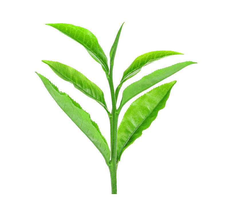 绿色的茶叶孤立在白色上