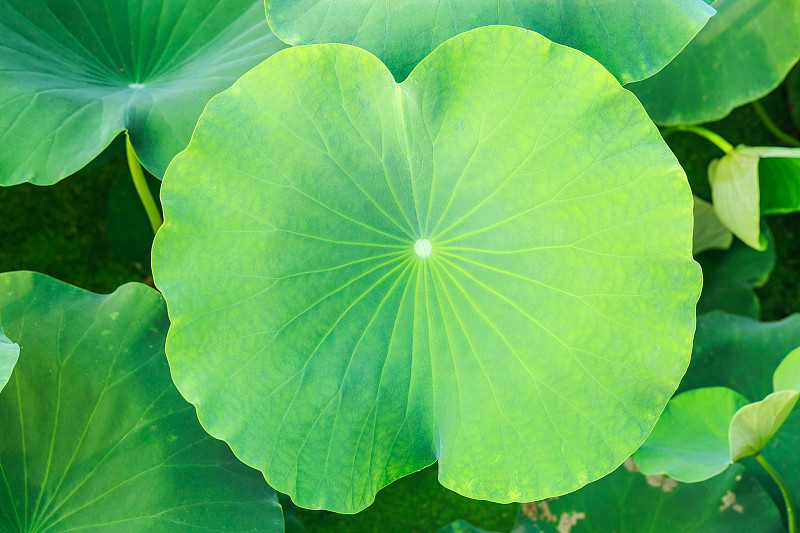 绿荷叶长在池塘里