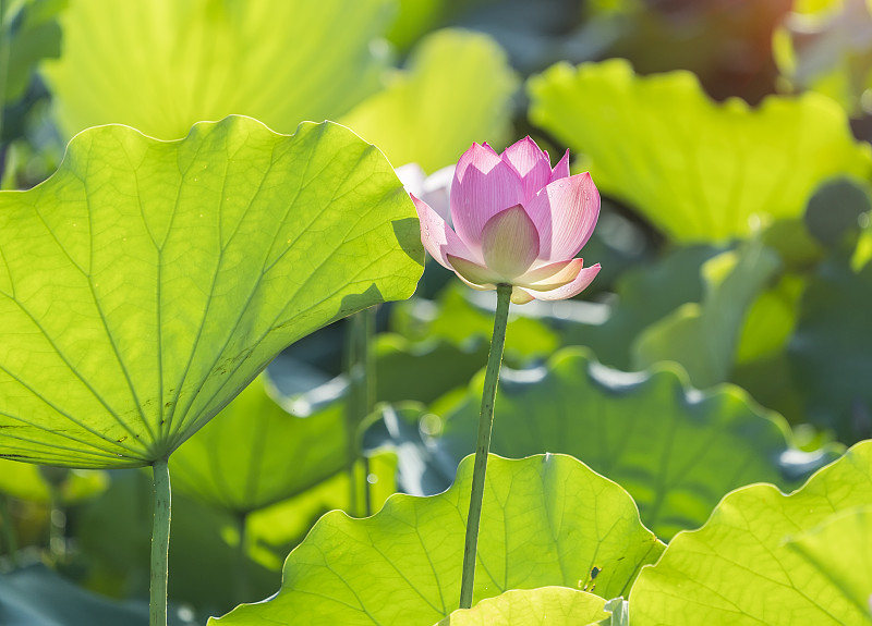 绿叶中有粉红色的荷花