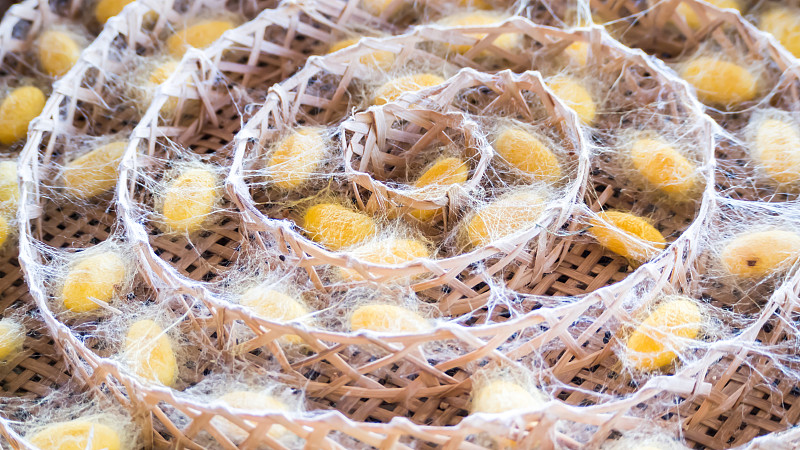 蚕的生命周期。茧的阶段。