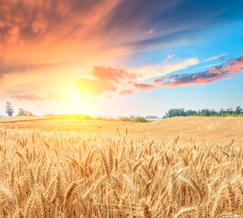 日落时成熟的麦田景观