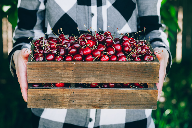 樱桃。新鲜收获的甜樱桃装在木箱里。