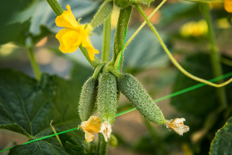 几棵黄瓜的果实上都长有叶子