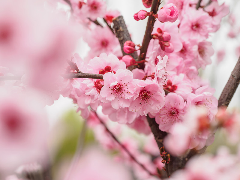 春花系列:公园里美丽的红梅，前景和背景模糊。