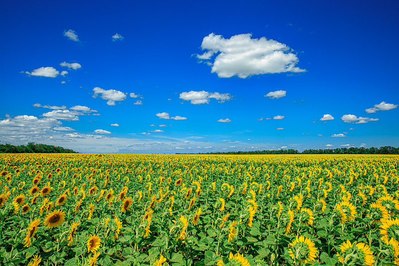 夏日田野上盛开的向日葵