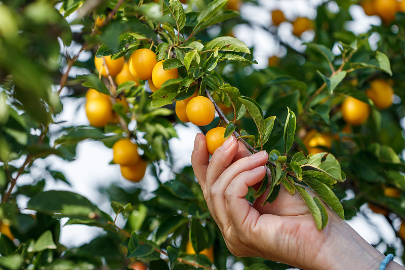 手工采摘成熟的黄梅