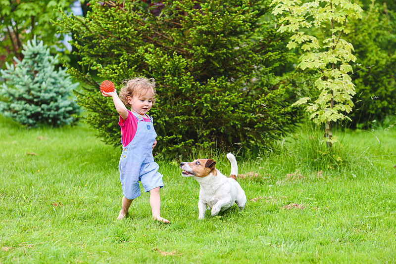 小女孩赤脚在后院的绿草地上跑步，向狗扔球玩具