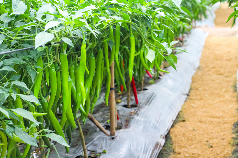 新鲜辣椒田(copsicum annuum)挂在树上的有机蔬菜农场花园背景