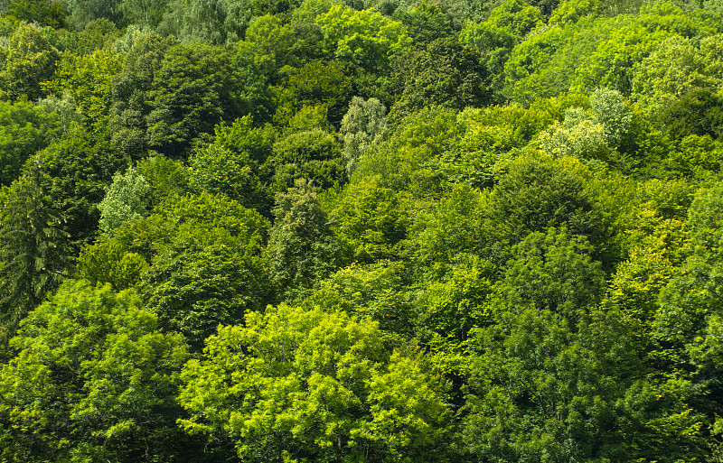 绿色森林树叶-自然背景