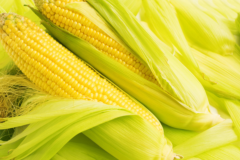 玉米在绿色的玉米芯背景。刚收获的新鲜玉米。