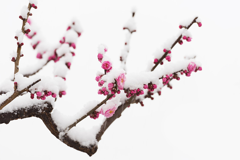 梅花在春天的雪地里盛开