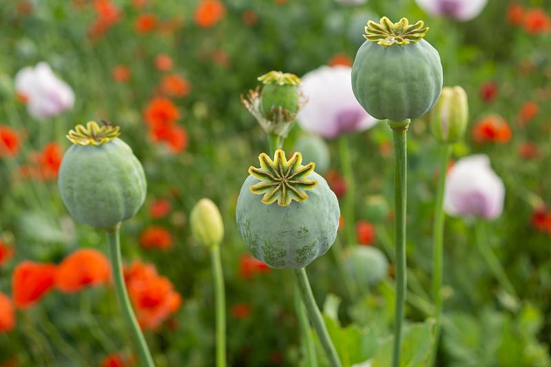 罂粟花放在罂粟田里