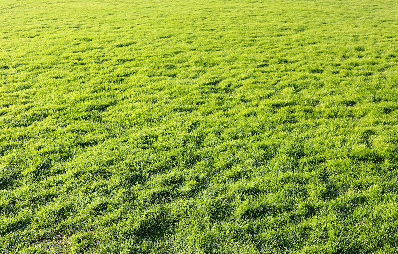 明亮的绿色草坪纹理背景