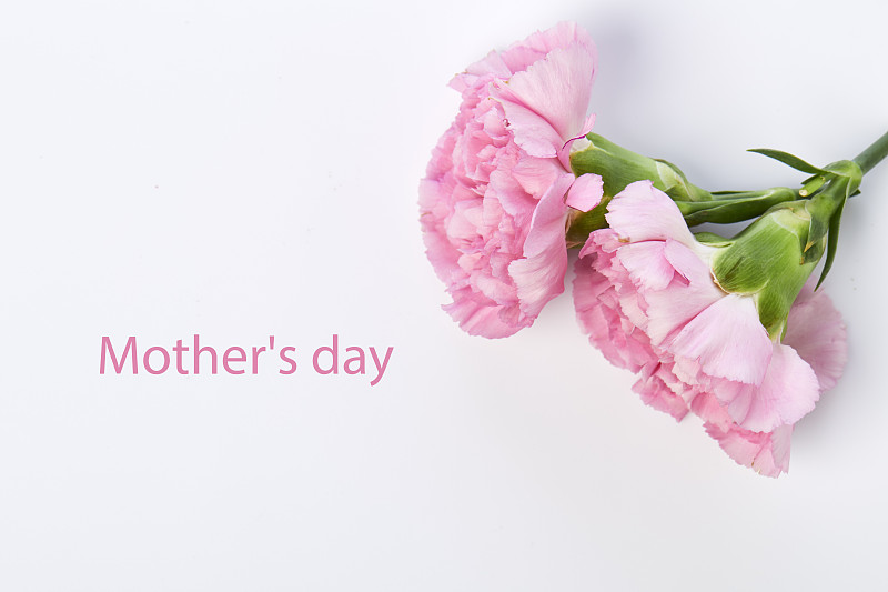 粉色康乃馨是母亲节的鲜花