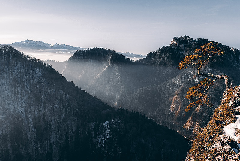 波兰皮耶尼尼的索科利卡，山顶上一棵孤零零的树