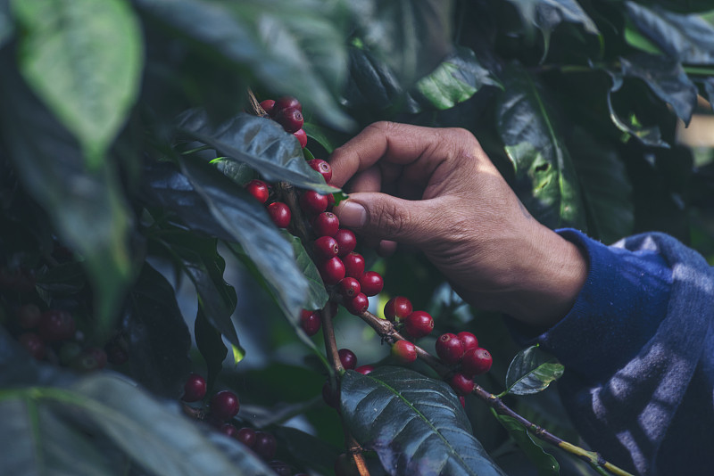 曼手收获咖啡豆成熟红莓种植新鲜种子咖啡树生长在绿色生态有机农场。近手收获红熟咖啡种子罗布斯塔·阿拉比卡浆果收获咖啡农场