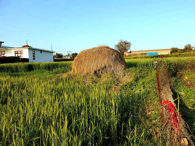 草料、乳制品、芒果包装、苹果包装、蘑菇包装、陶瓷包装等