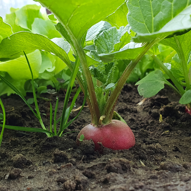 园艺理念——生态有机红萝卜在园林中生长。