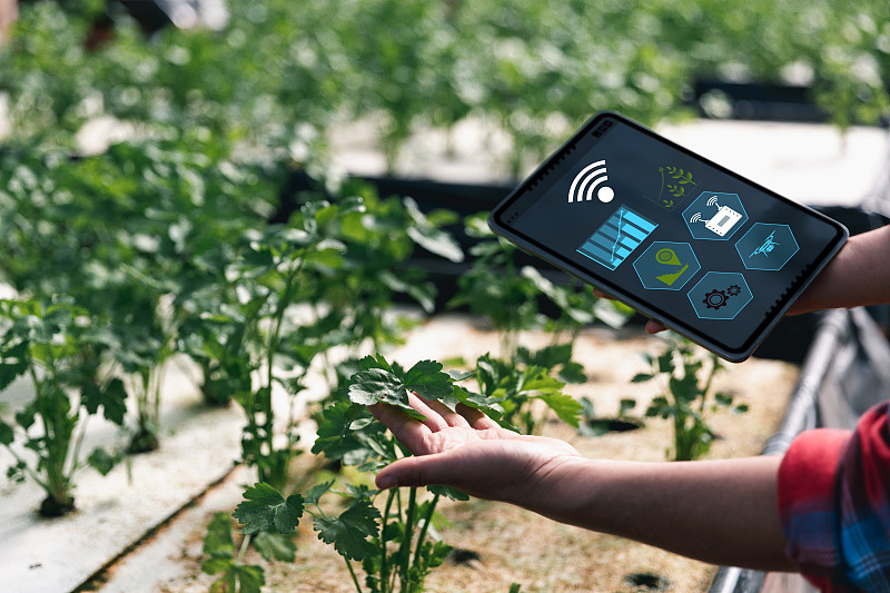 智能农业和农业技术概念。聪明年轻的亚洲农民在早上用平板电脑检查温室有机水培蔬菜的质量和数量。