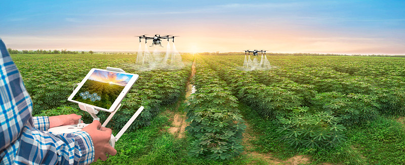 田地里的木薯树行。种植木薯，幼苗生长。木薯是热带食用植物，是泰国的经济作物。这是泰国木薯种植园的景观。