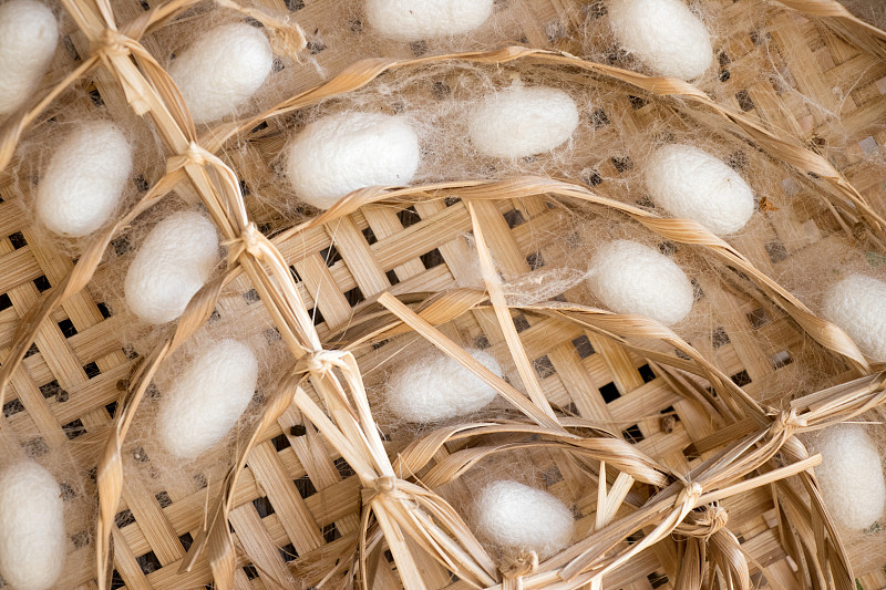 在织巢背景中群蚕白茧合拢