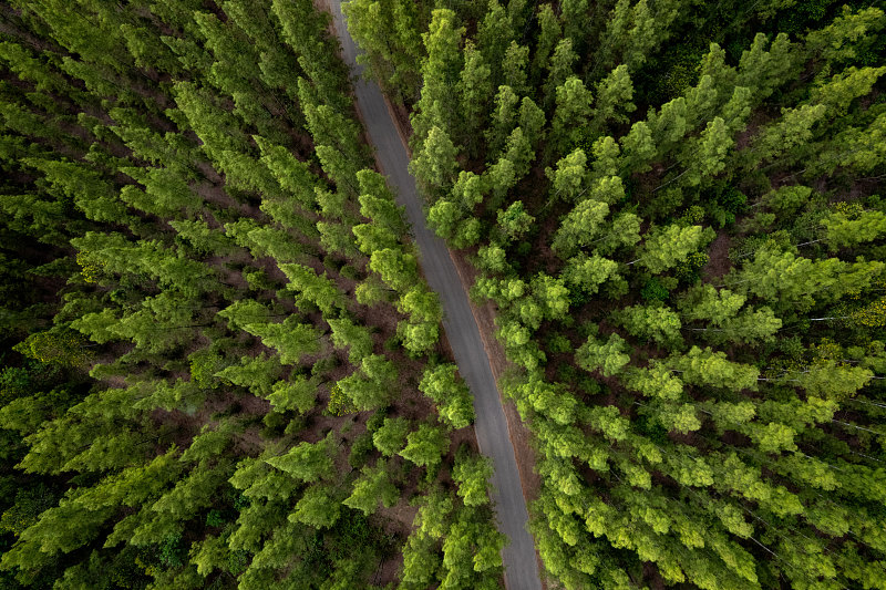 鸟瞰绿色森林景观鸟瞰松树的自然风光与对比道路小径乡村小径穿越松树的冒险旅行理念
