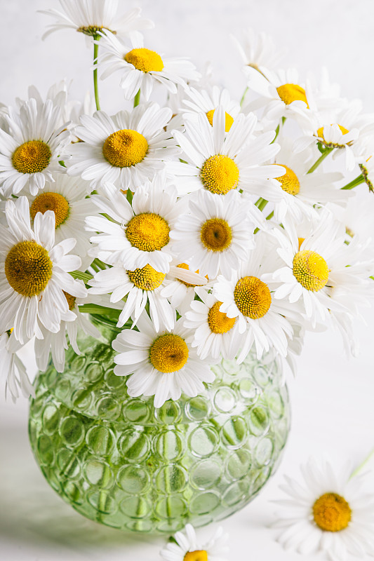 美丽的雏菊花在玻璃花瓶在光的背景。