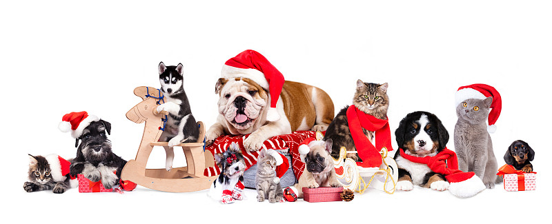 狗，猫和小猫们戴着圣诞帽