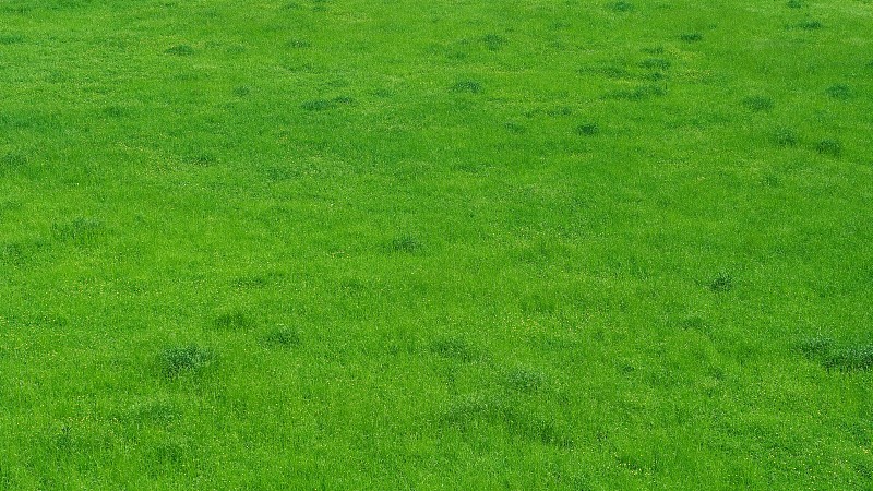 夏季绿色草地的全景。