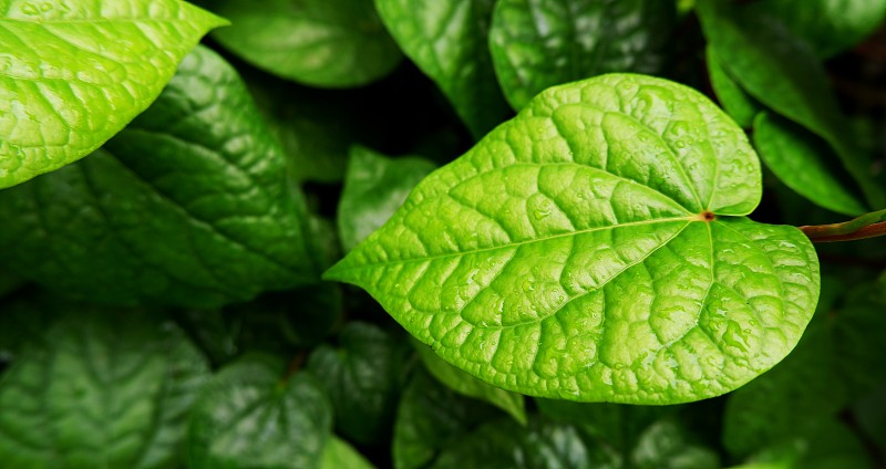 美丽的绿色槟榔叶