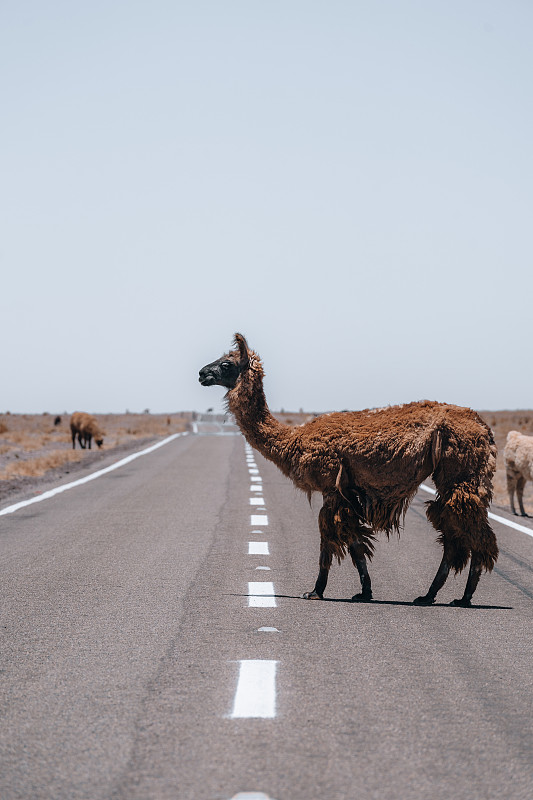 走在南美大街上的喇嘛