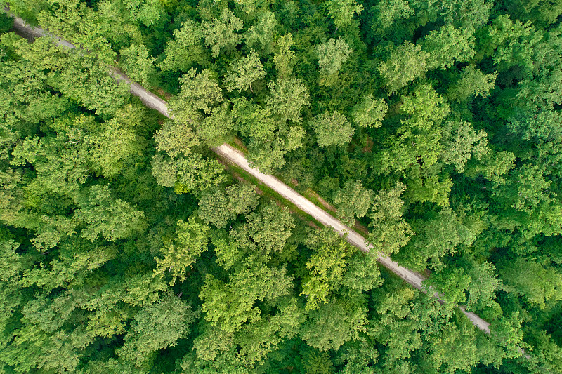 德国混交林。鸟瞰绿树。一条孤独的路穿过画面。夏天的时间。前视图。