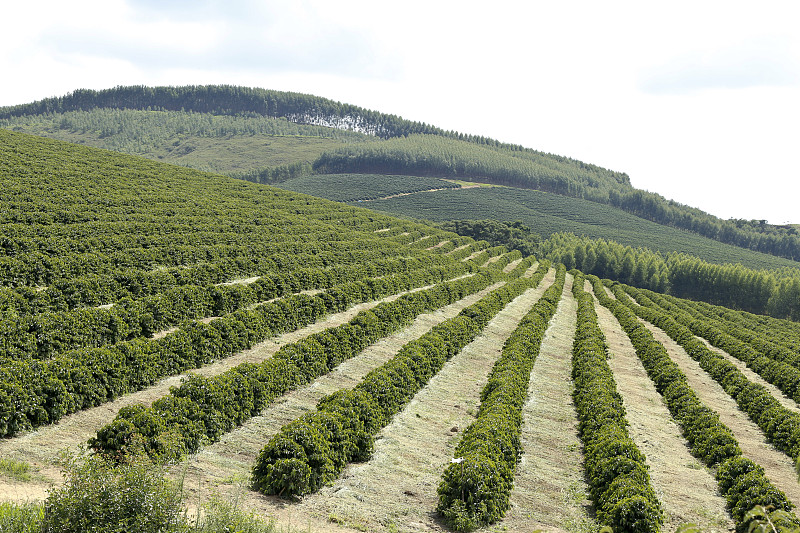 在巴西种植咖啡