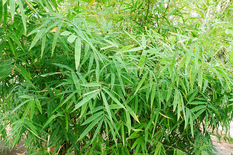 竹林植物，有叶、干