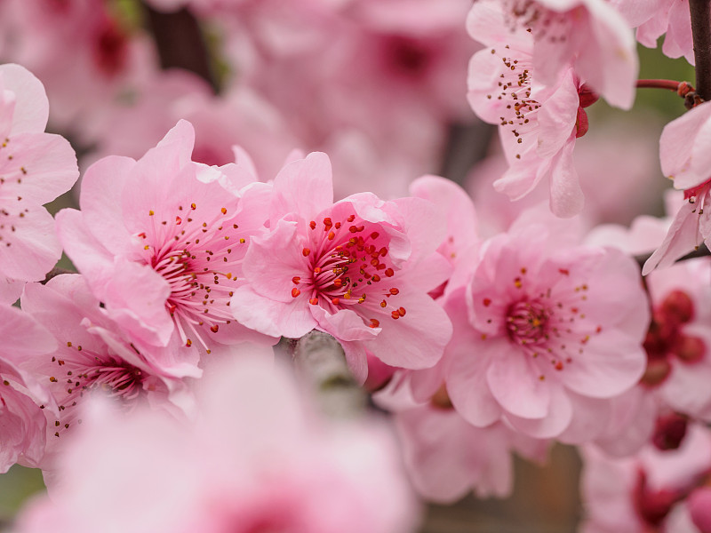 春花系列:公园里美丽的红梅，前景和背景模糊。