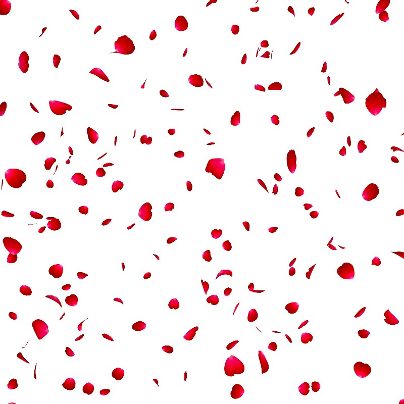 孤立的背景上是玫瑰花瓣