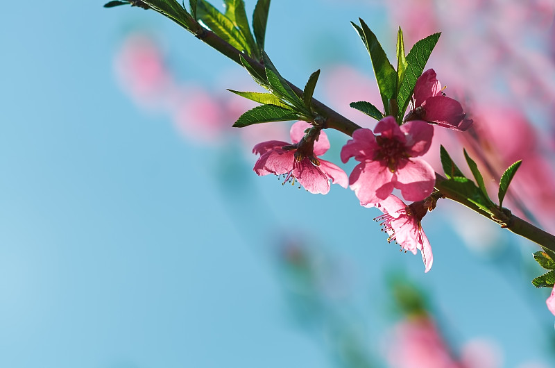 春天的背景有粉红色的桃树花。本空间