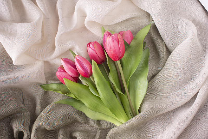 透明亚麻布上的一束粉红色郁金香。