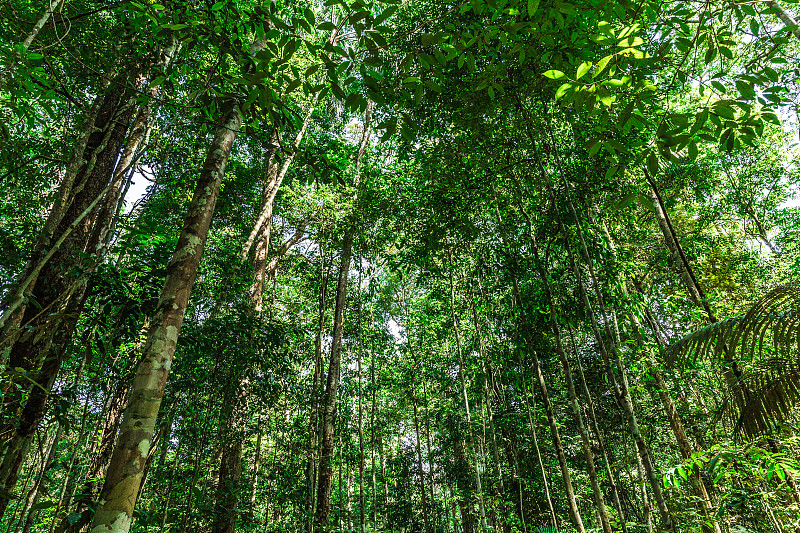巴西的亚马逊雨林