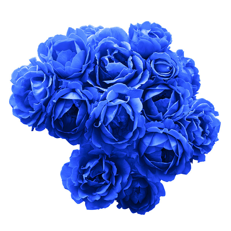 一丛蓝色玫瑰花，大的孤立在白色上