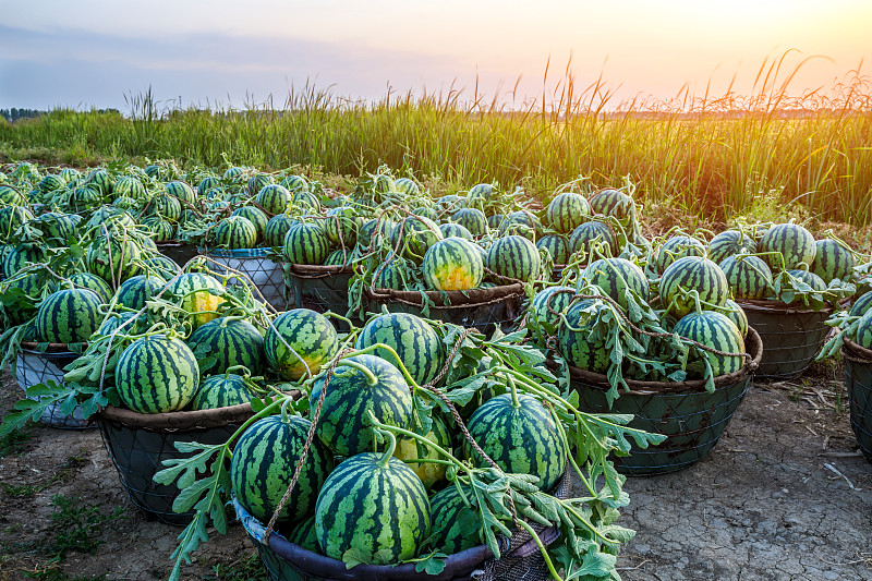 新鲜的西瓜水果刚刚采摘在西瓜田