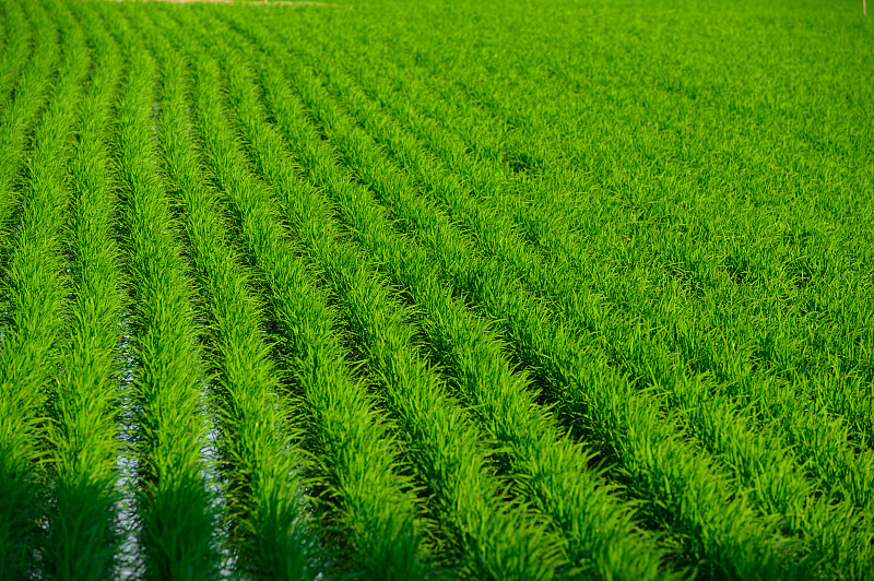 翠绿美丽的稻田